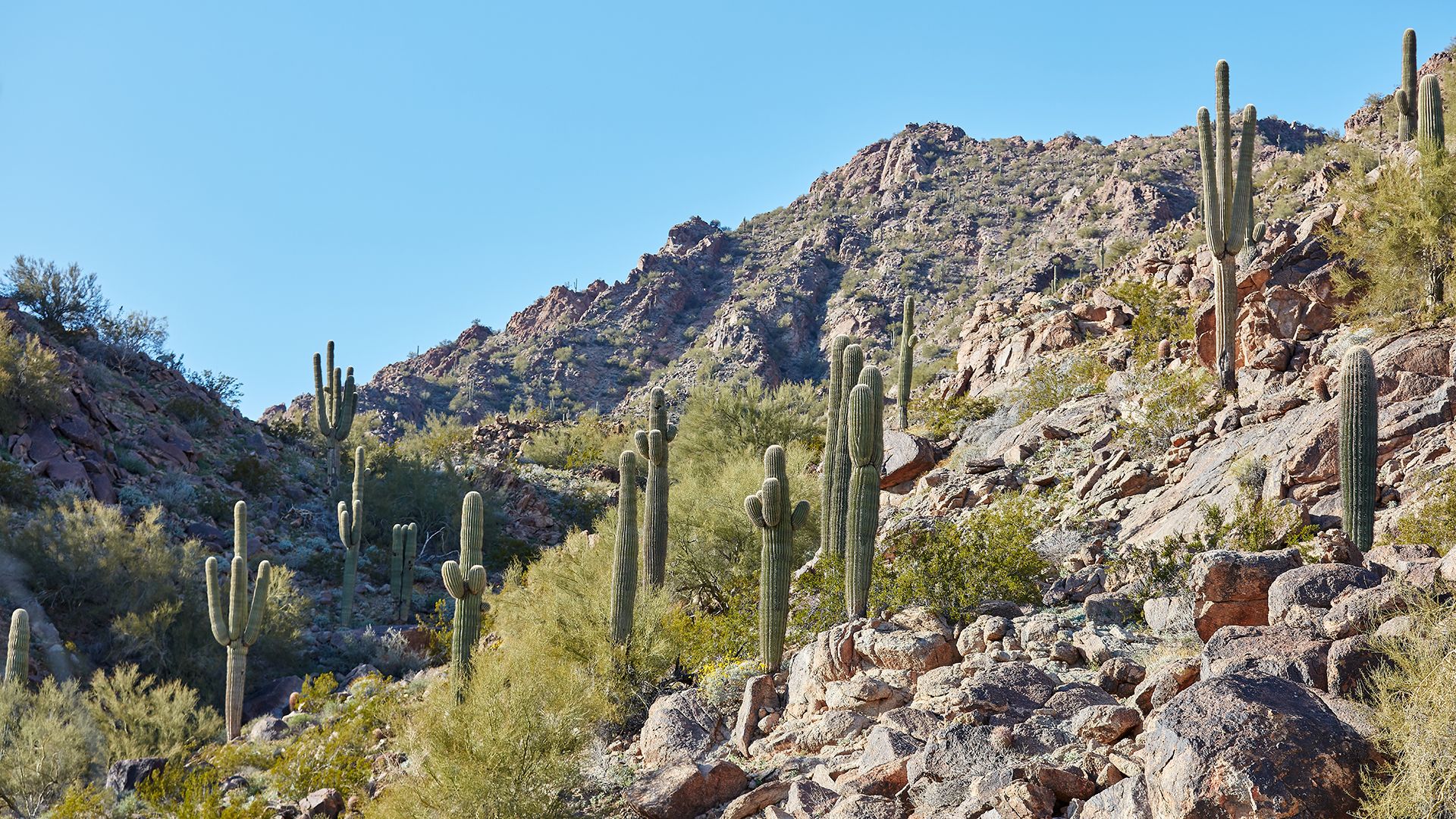 Observe the desert's wild flora and fauna, and details of the landscape's natural formations.