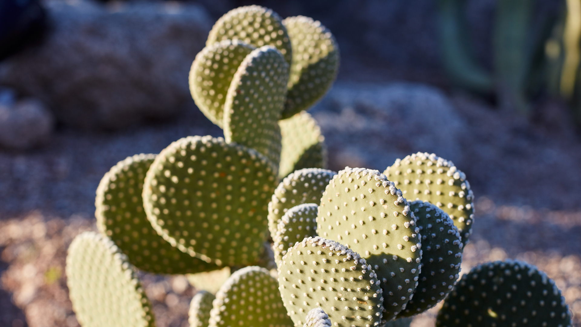 Take a relaxed stroll through the desert landscape along the Cactus Garden trail.