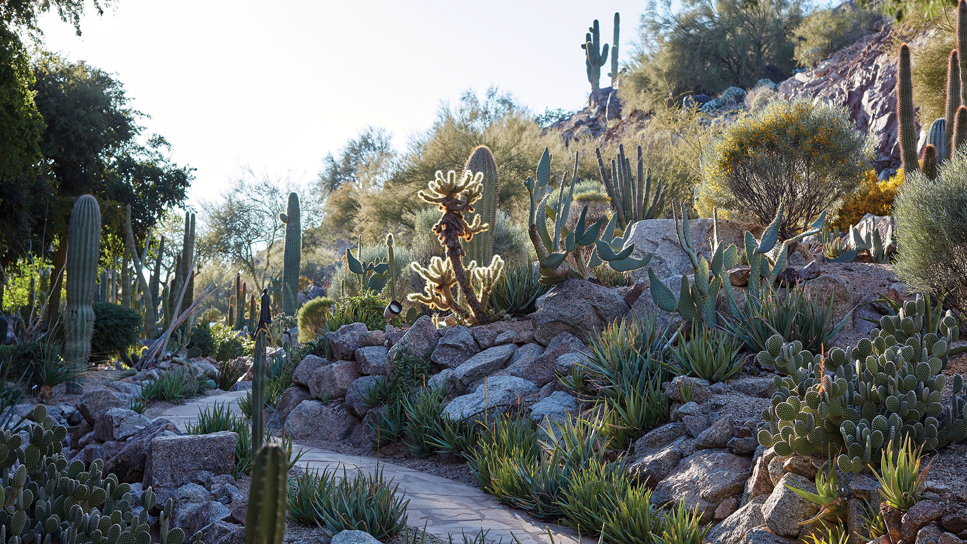 Walk through the cactus garden to the Phoenician<sup>®</sup> Hotel and restaurants.